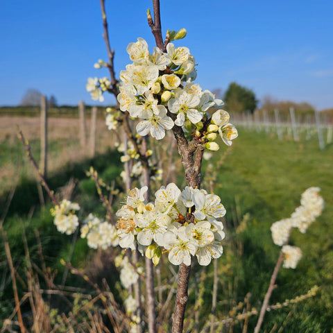 Spring on the Farm!