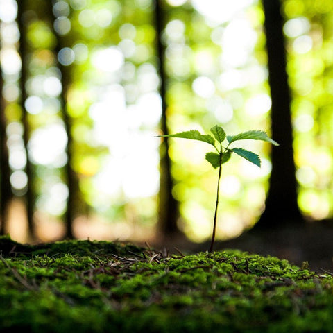 One Tree Per Child