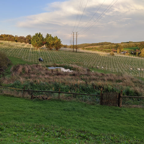 WETLAND UPDATE!