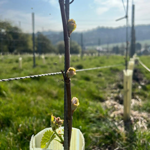 Workshop / Farm Tour