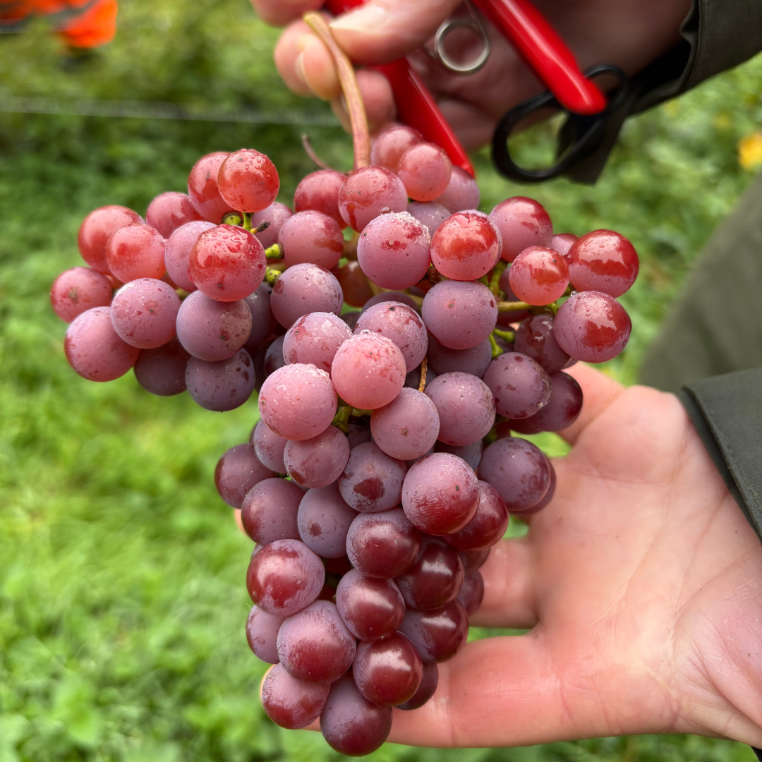Our First Harvest!