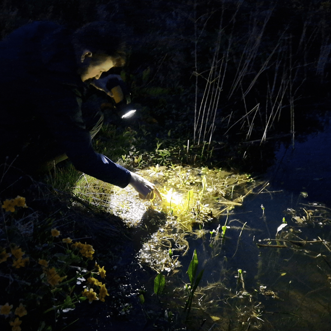 Biodiversity Victory! Newts.