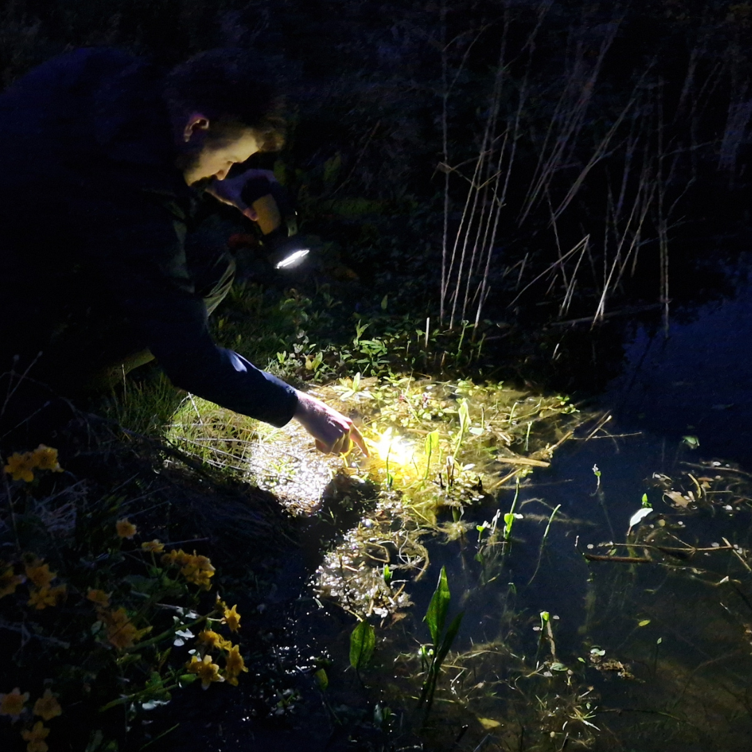 Biodiversity Victory! Newts.