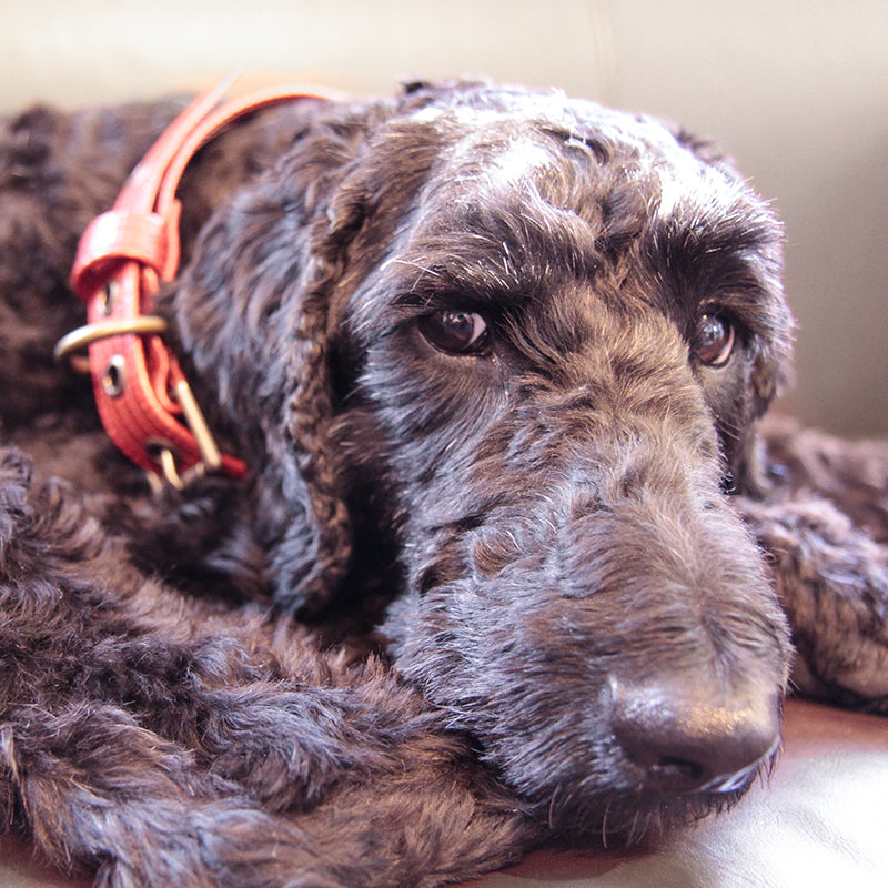 Bespoke Firehose Dog Collar - Elvis & Kresse