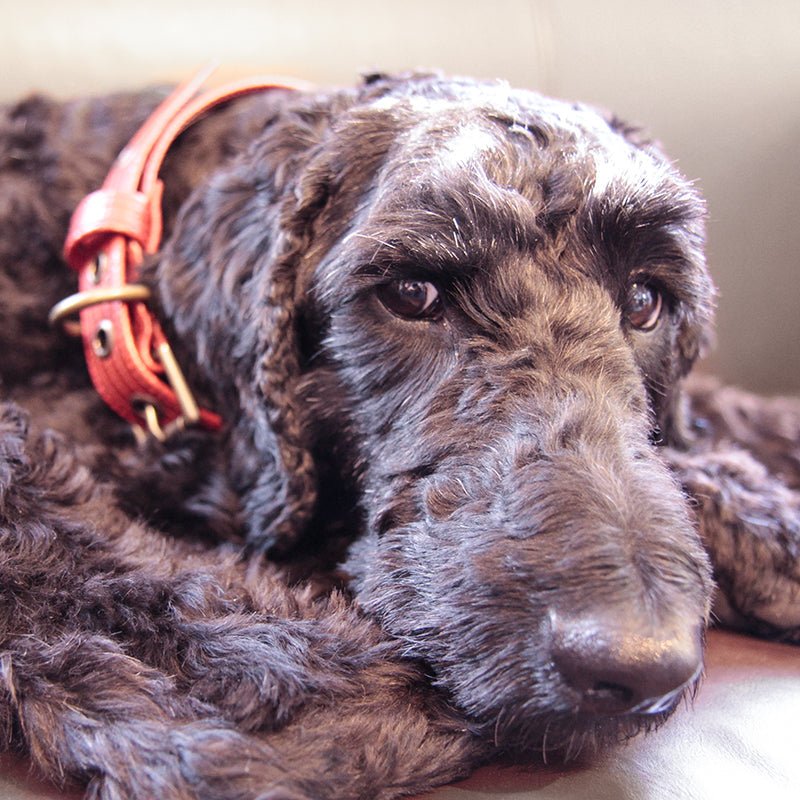 Bespoke Firehose Dog Collar - Elvis & Kresse