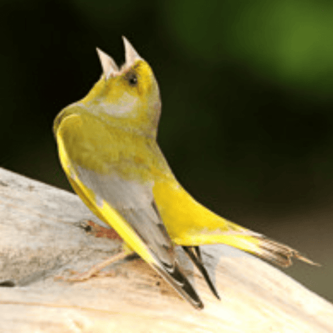 BIRD SURVEY!
