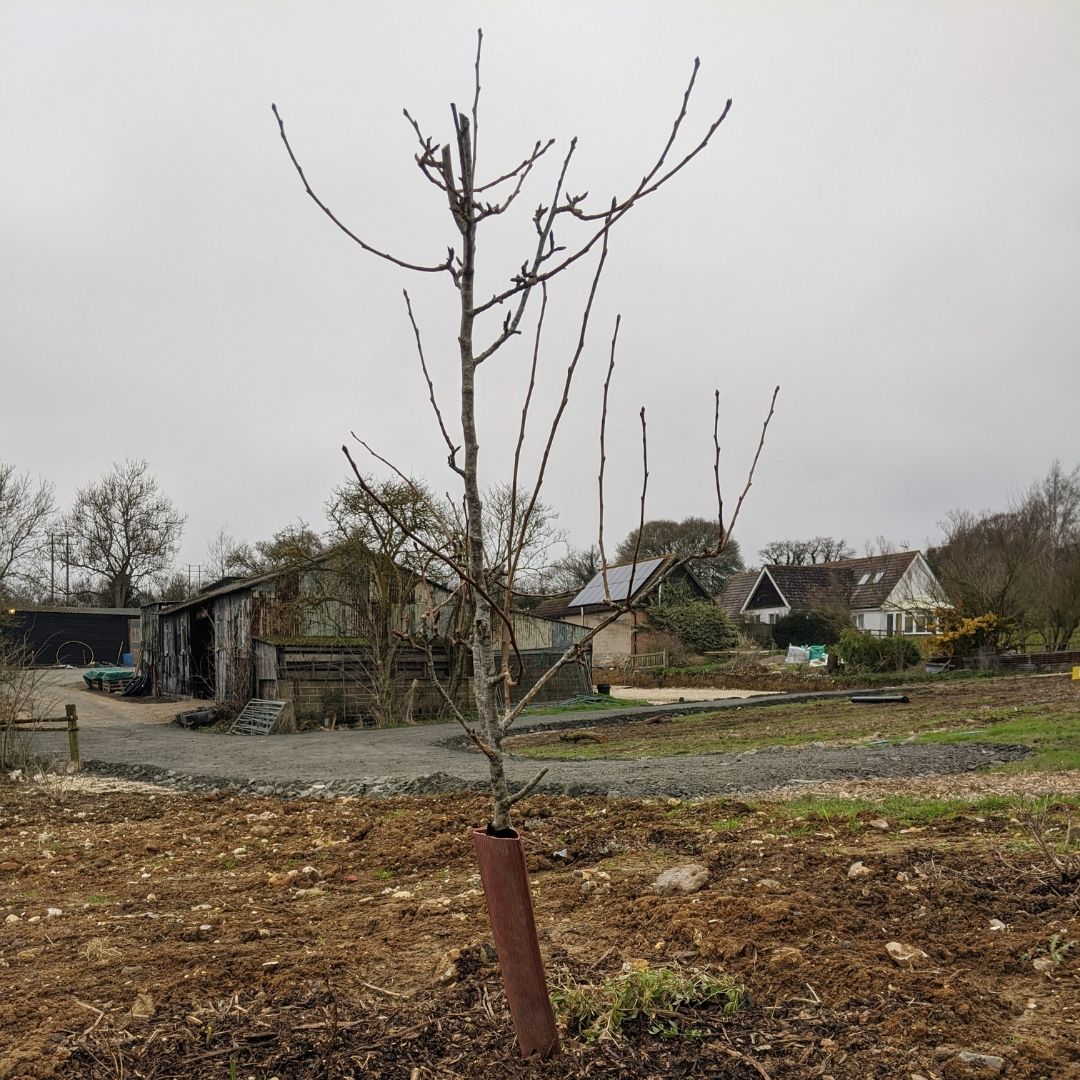 Tree Planting at New Barns Farm - Elvis & Kresse