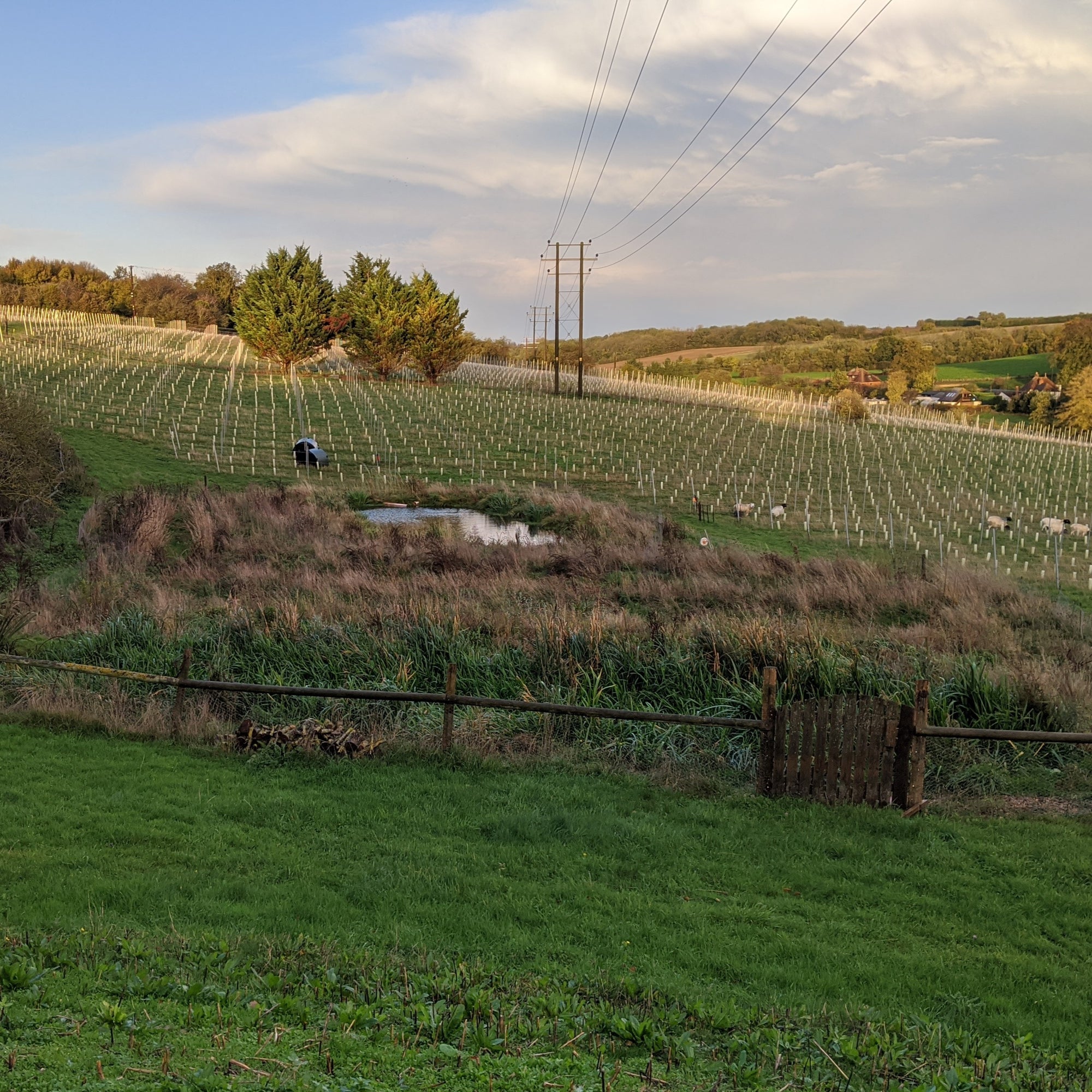 WETLAND UPDATE!