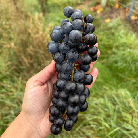 Friends of the Farm | Red Wine - Field Blend 2025