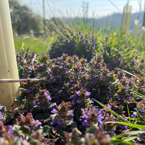 Choose the weekend experience to see what a regenerative farm looks like