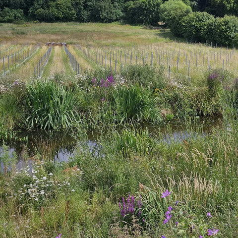 Come and see all of the regenerative practices we are putting into action - ethical and ecological waste water treatment