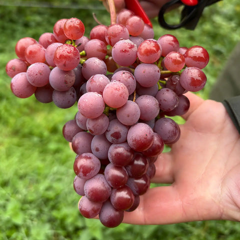 Friends of the Farm | White Wine - Field Blend 2025