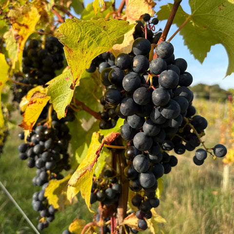 Friends of the Farm | Red Wine - Field Blend 2025